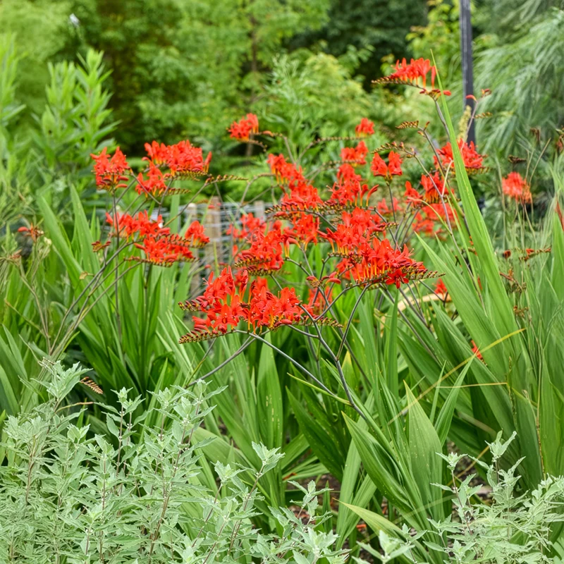 15 Crocosmias rouges