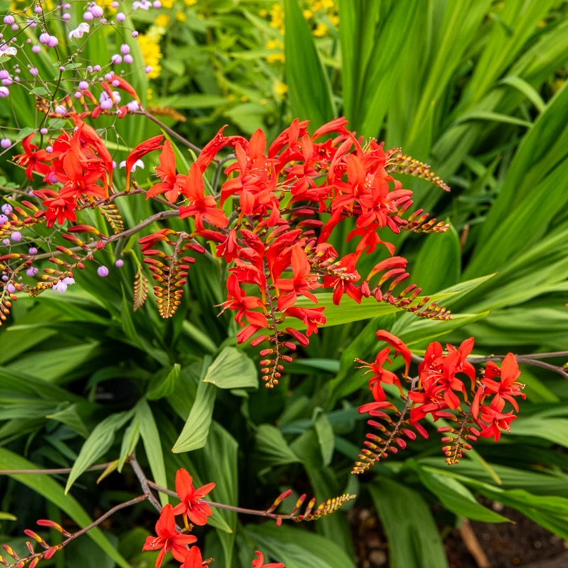 15 Crocosmias rouges