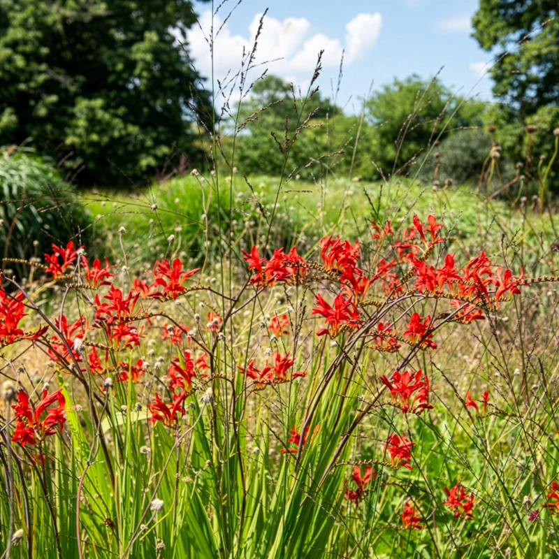 15 Crocosmias rouges