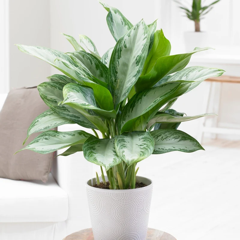 Aglaonema Silver Bay