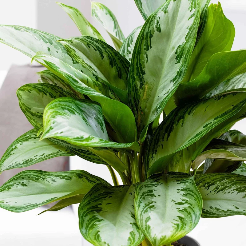 Aglaonema Silver Bay