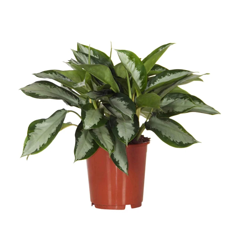 Aglaonema Silver Bay