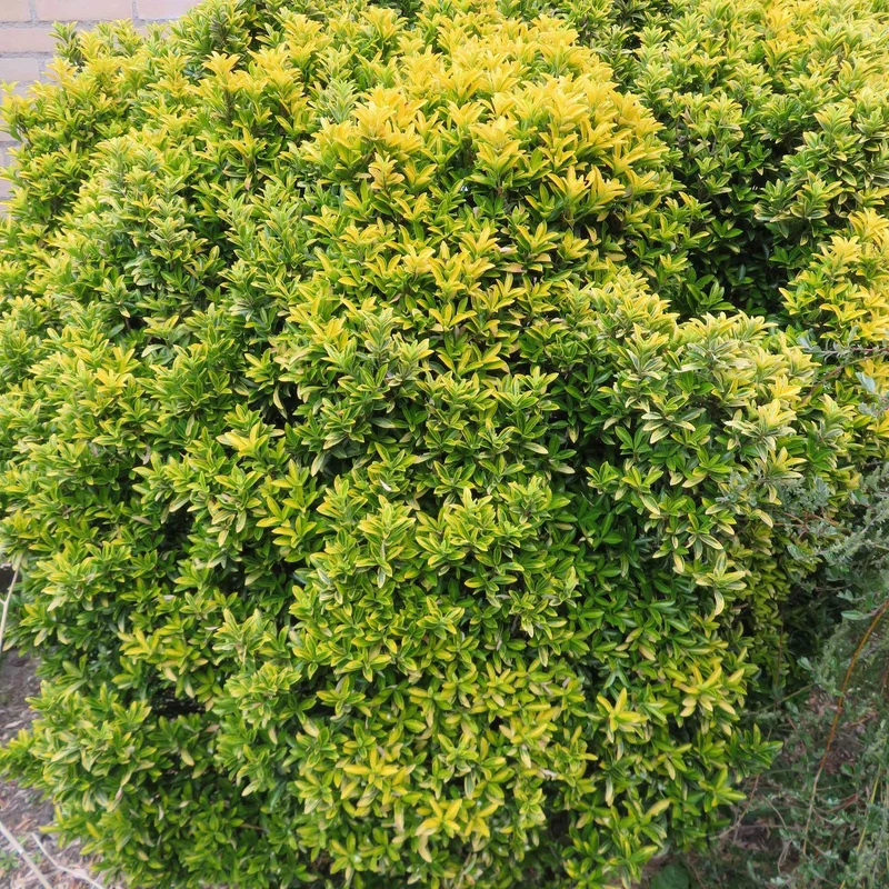 Fusain du Japon aureovariegatus