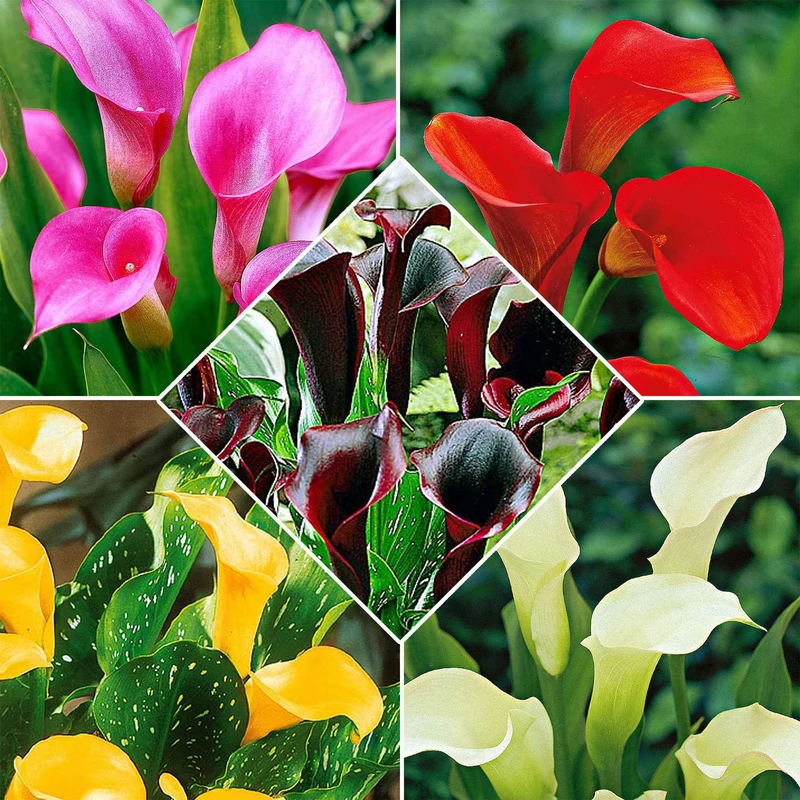 5 Arums en mélange