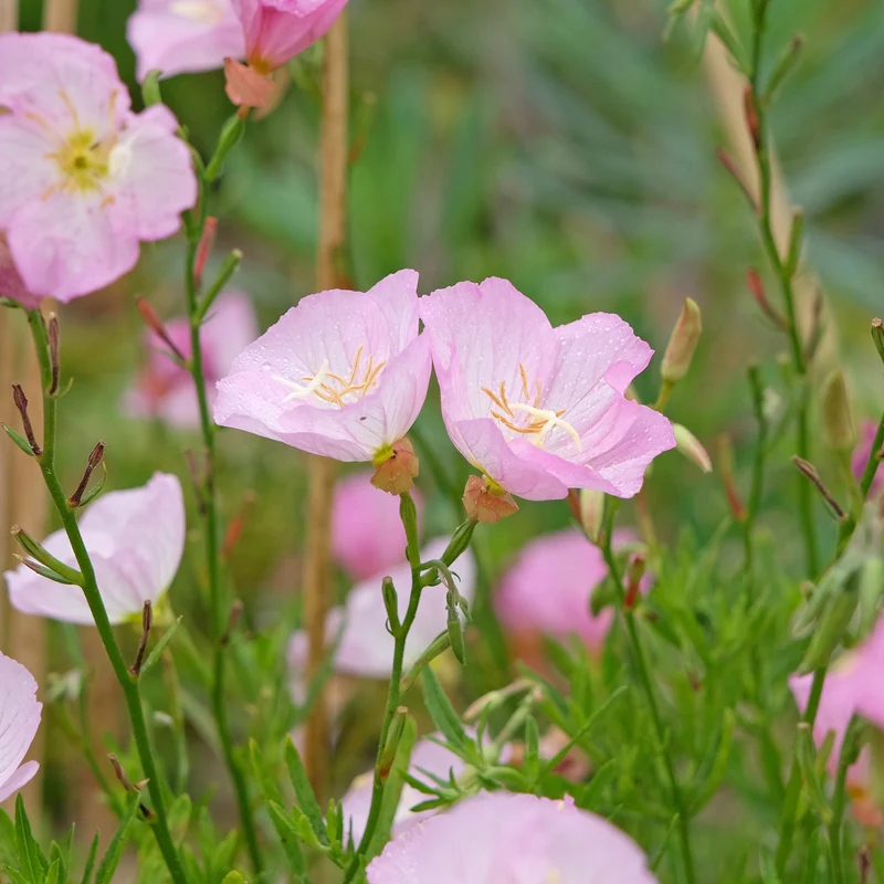 2 Oenothères roses Siskiyou Pink