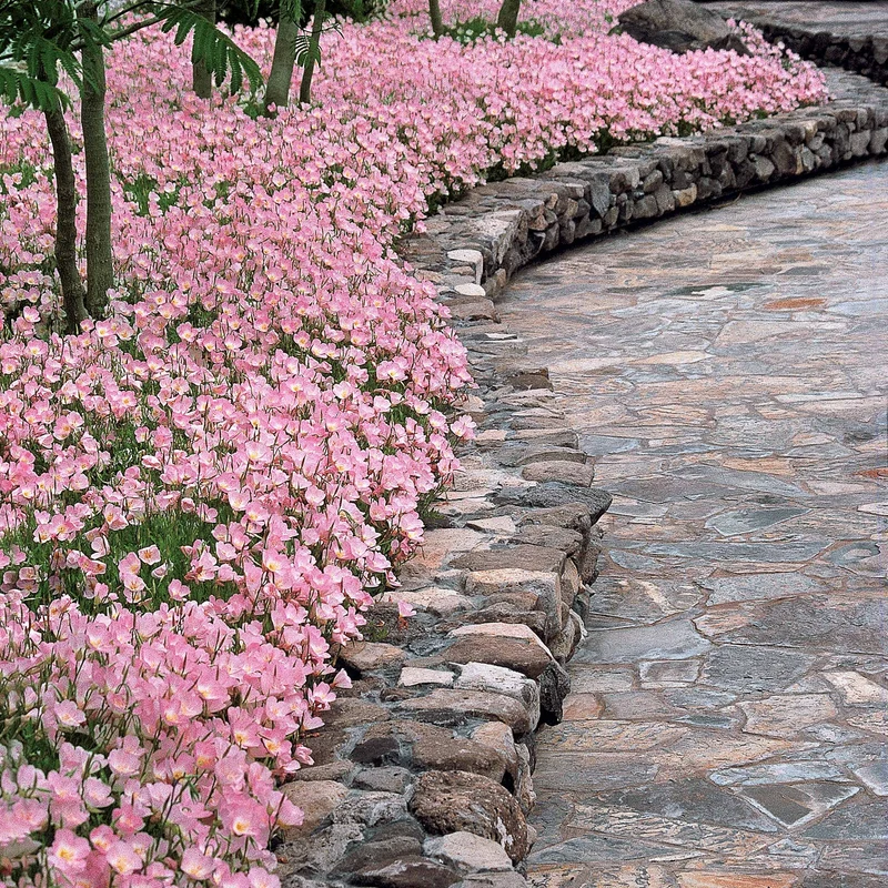 2 Oenothères roses Siskiyou Pink