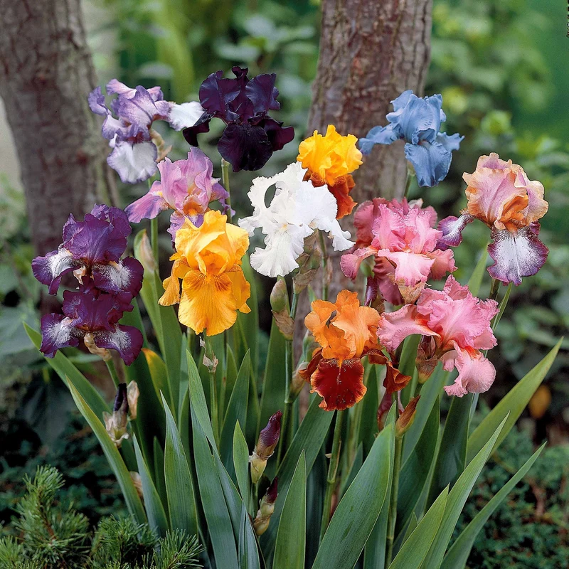 5 Iris de jardin en mélange
