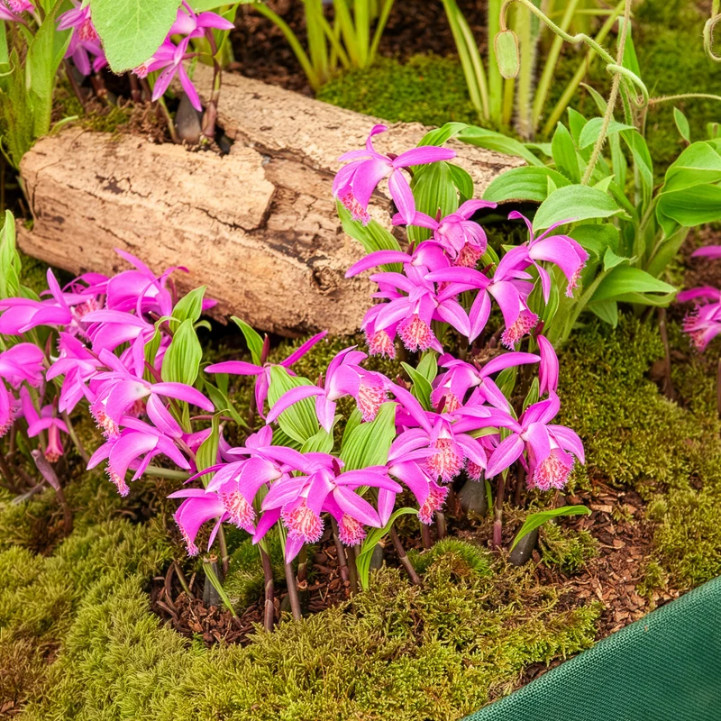 Orchidée de jardin rose