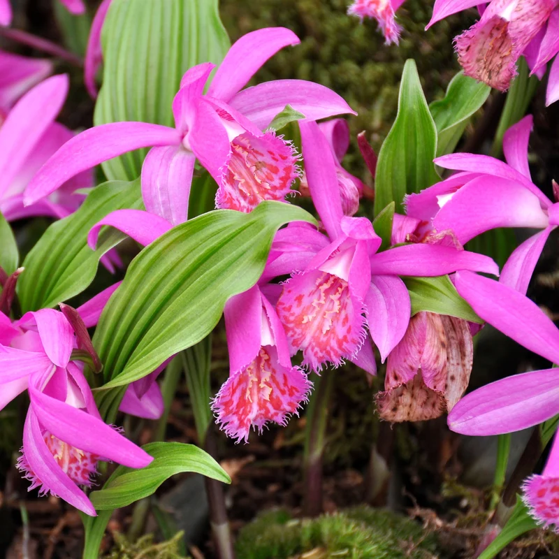 Orchidée de jardin rose