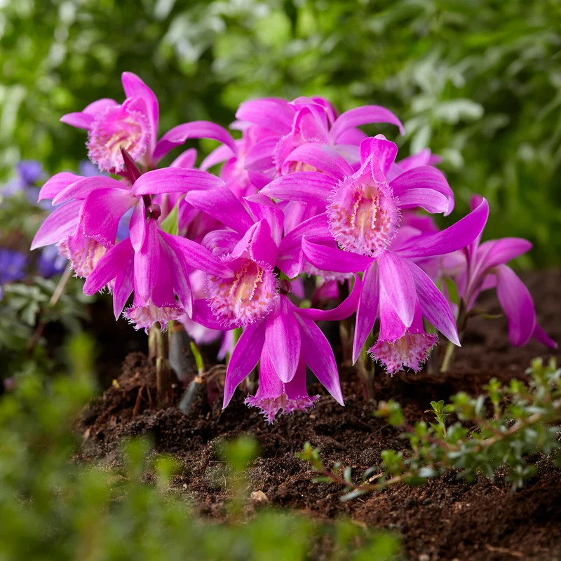 Orchidée de jardin rose