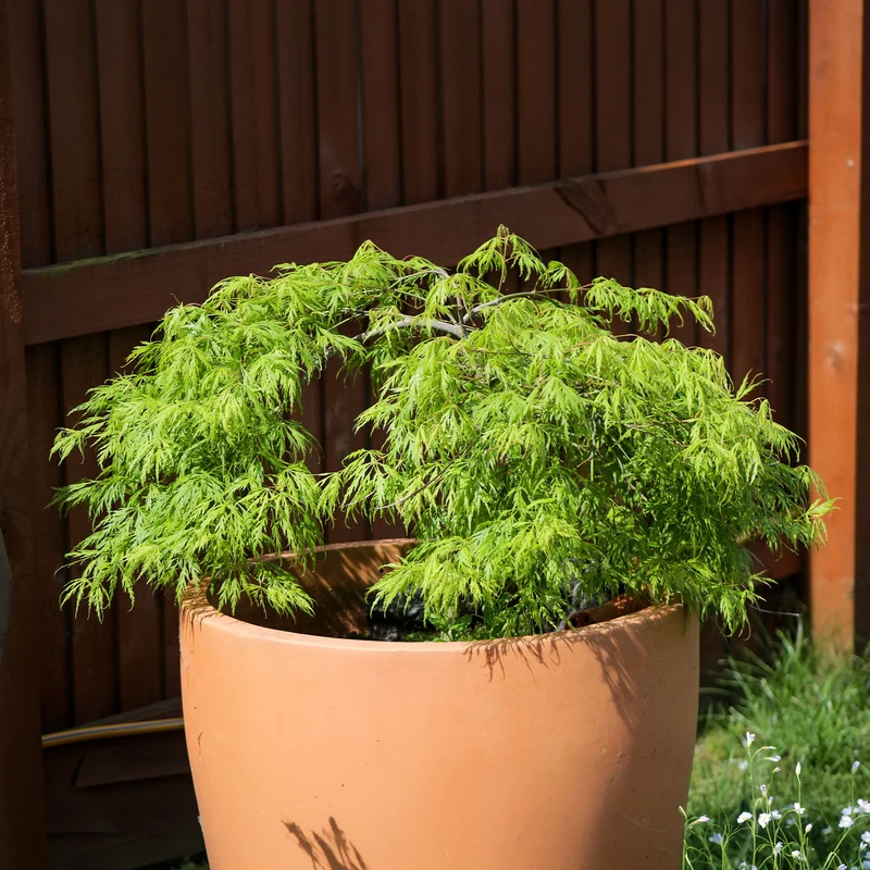 Erable du Japon Emerald Lace