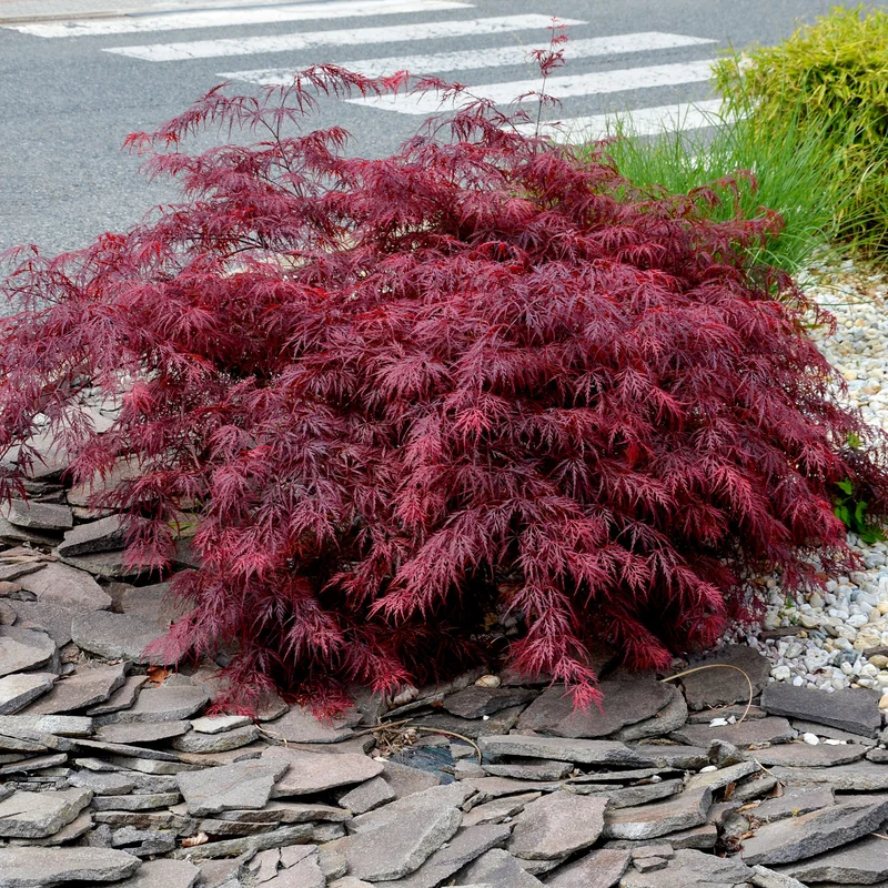 Erable du Japon Garnet