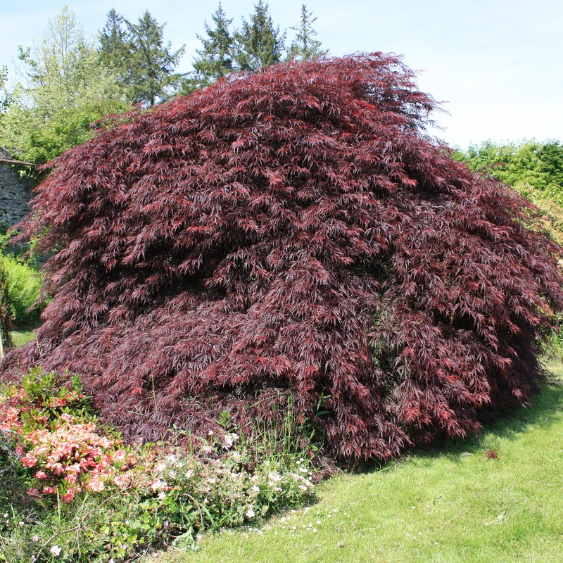Erable du Japon Garnet