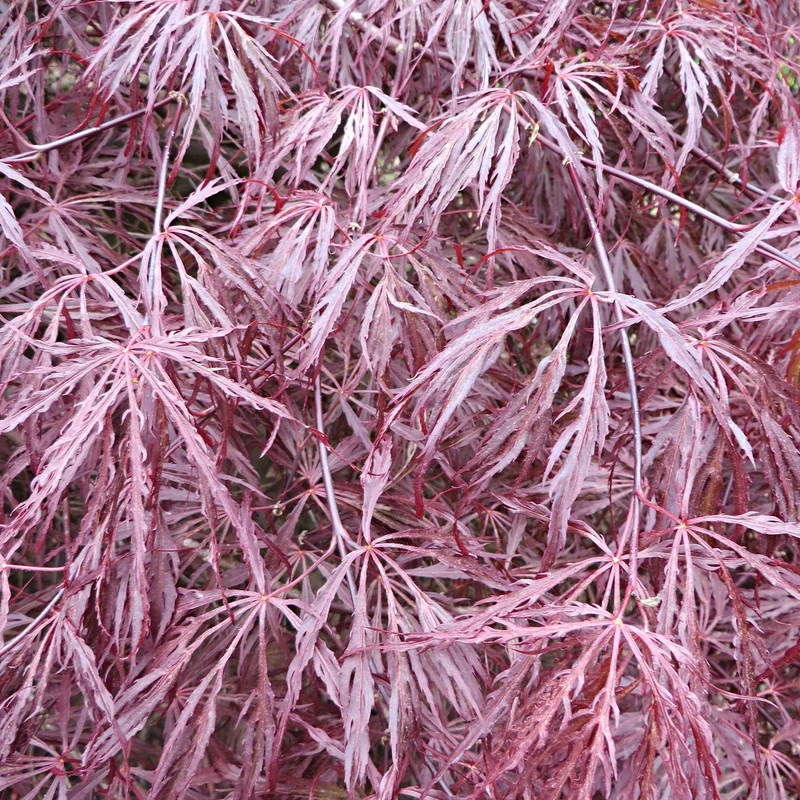 Erable du Japon Garnet