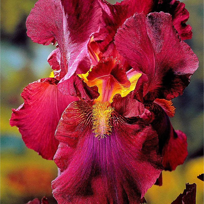 5 Iris des jardins Magic Melange en mélange