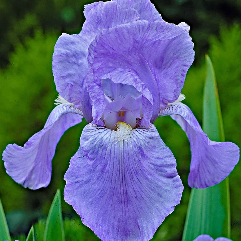 5 Iris des jardins Magic Melange en mélange