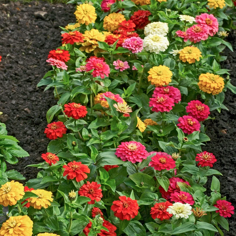 Zinnias à fleurs de dahlia en mélange