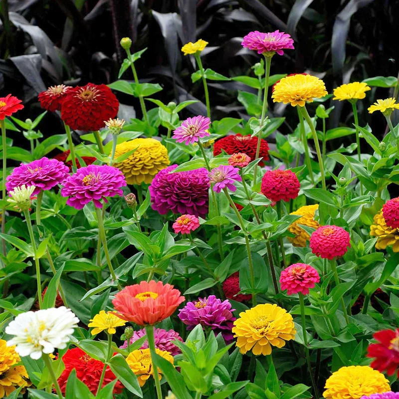 Zinnias à fleurs de dahlia en mélange