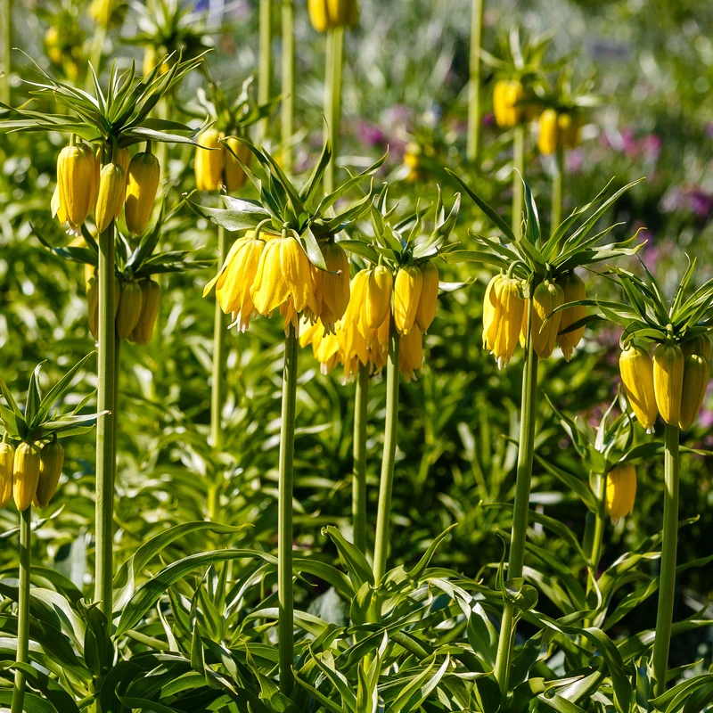 Couronne impériale jaune