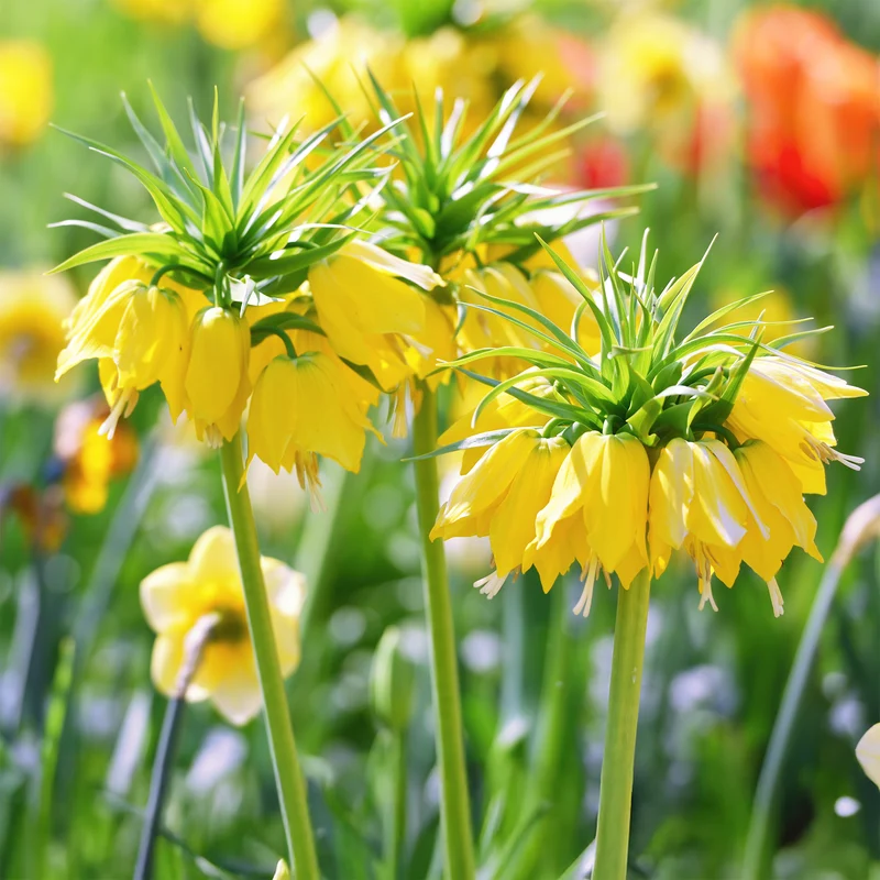 Couronne impériale jaune