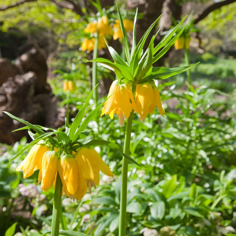 Couronne impériale jaune
