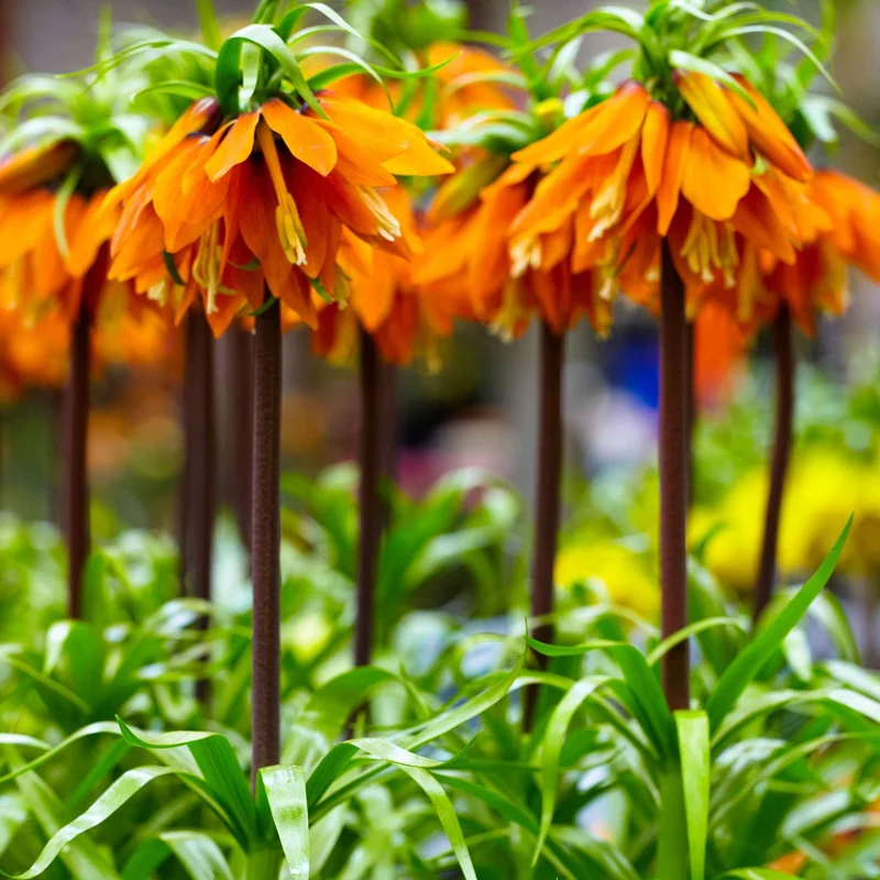 Couronne impériale orange
