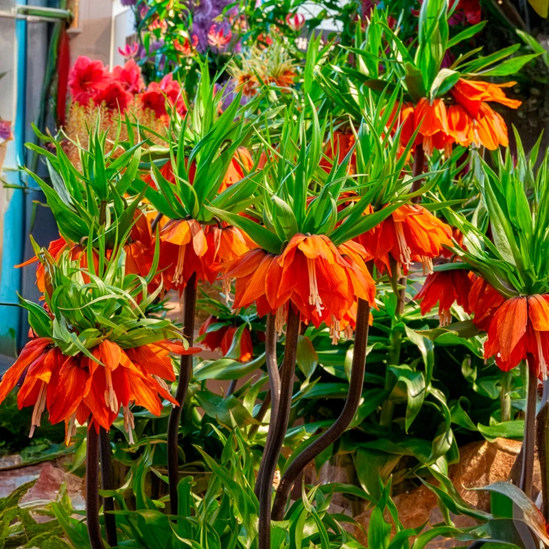 Couronne impériale orange