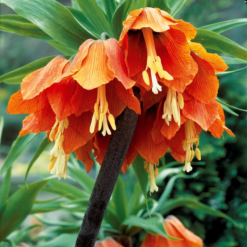 Couronne impériale orange