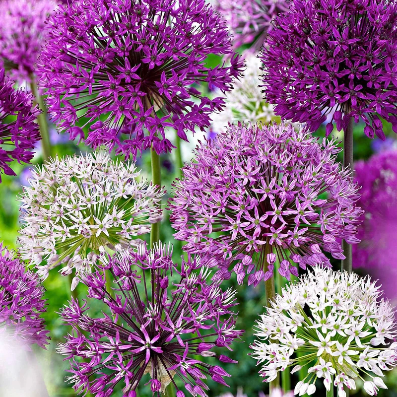10 Alliums d'ornements en mélange