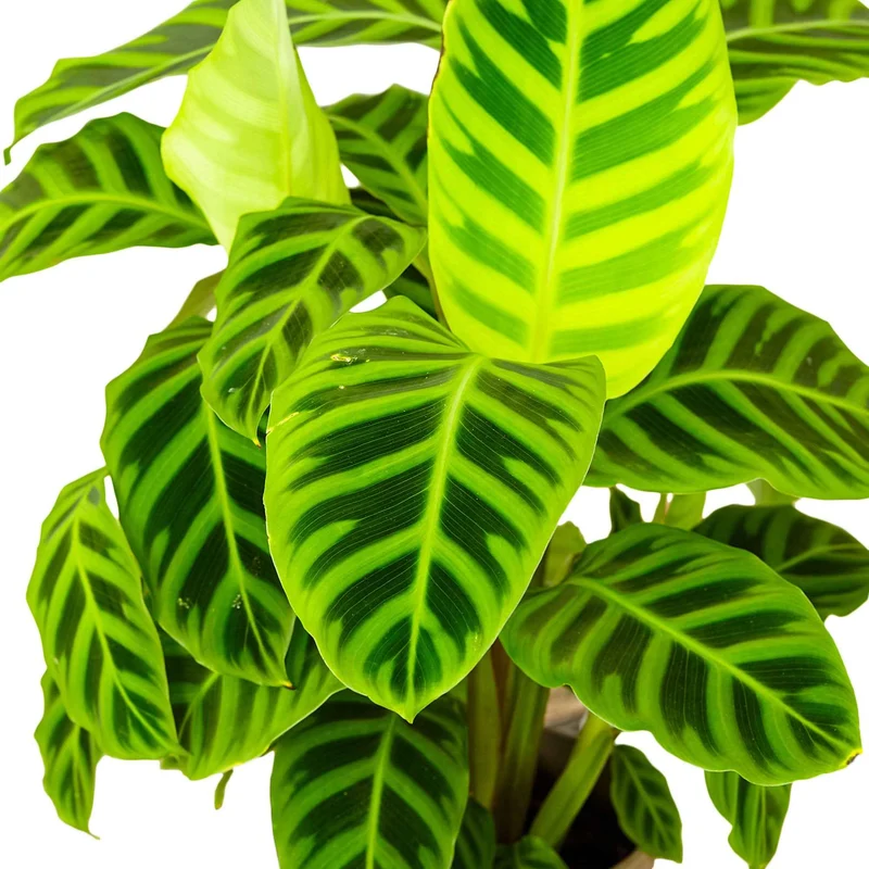 Calathéa zebrina