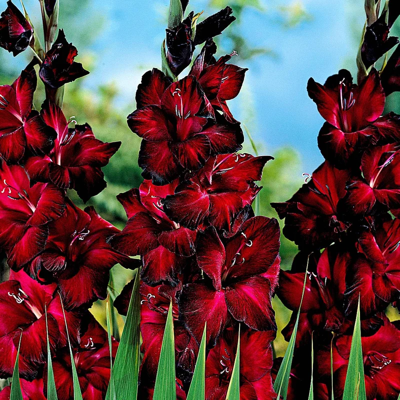 25 Glaïeuls à grandes fleurs Black Jack
