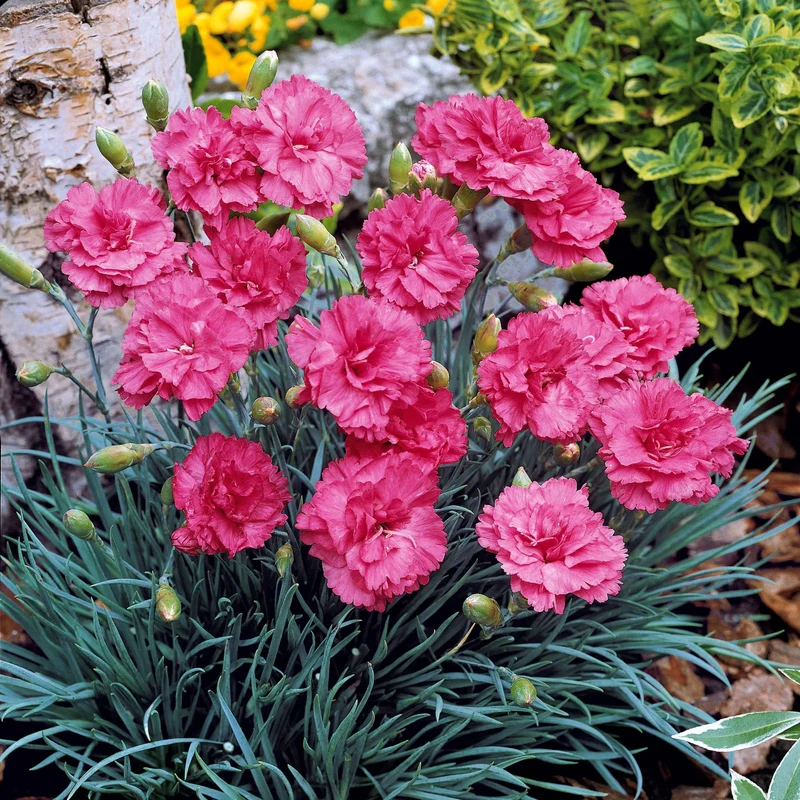 2 Œillets nains roses Fortuna