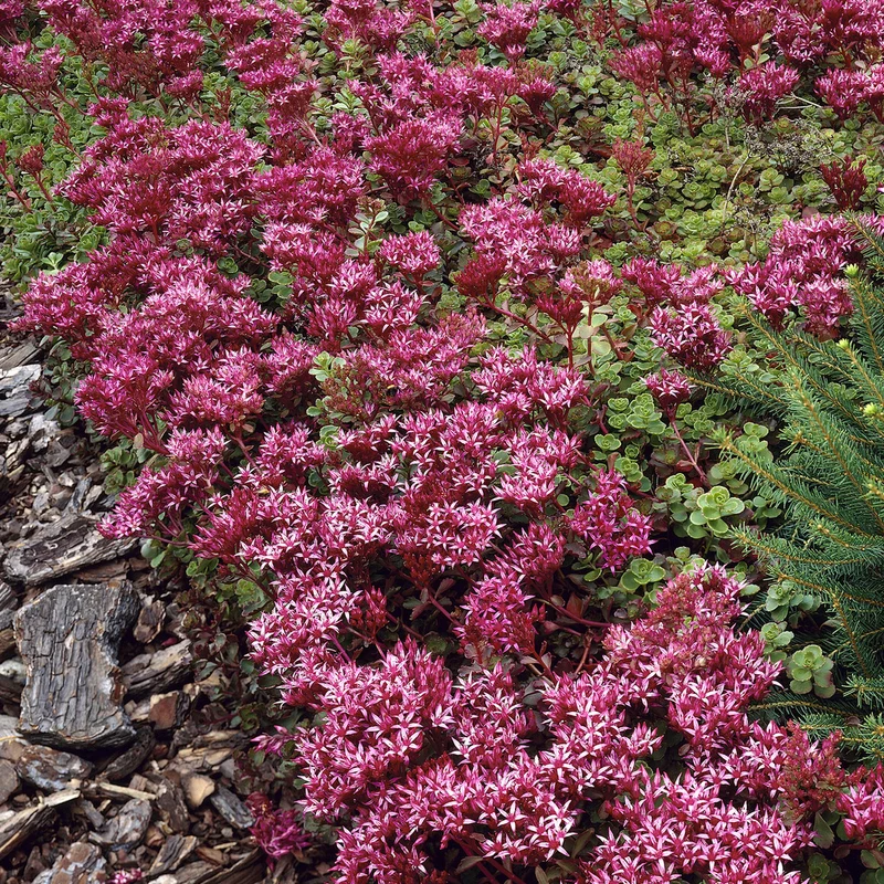 Sedum spurium Schorbuser
