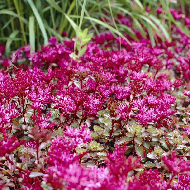 Sedum spurium Schorbuser