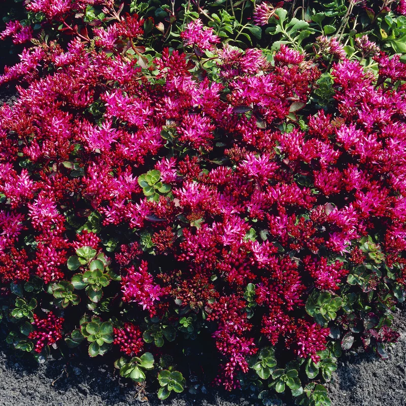 Sedum spurium Schorbuser