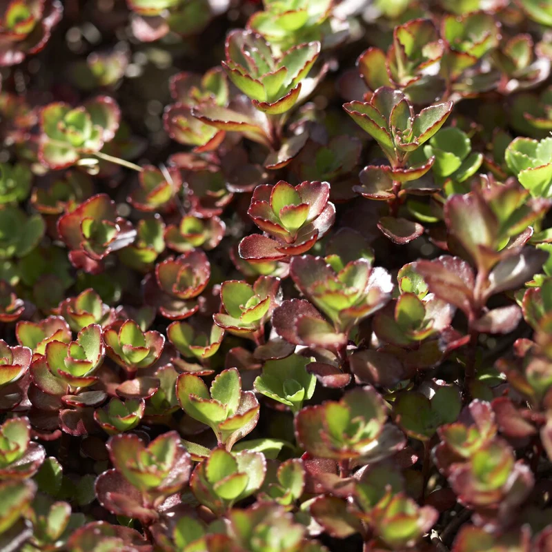 Sedum spurium Schorbuser