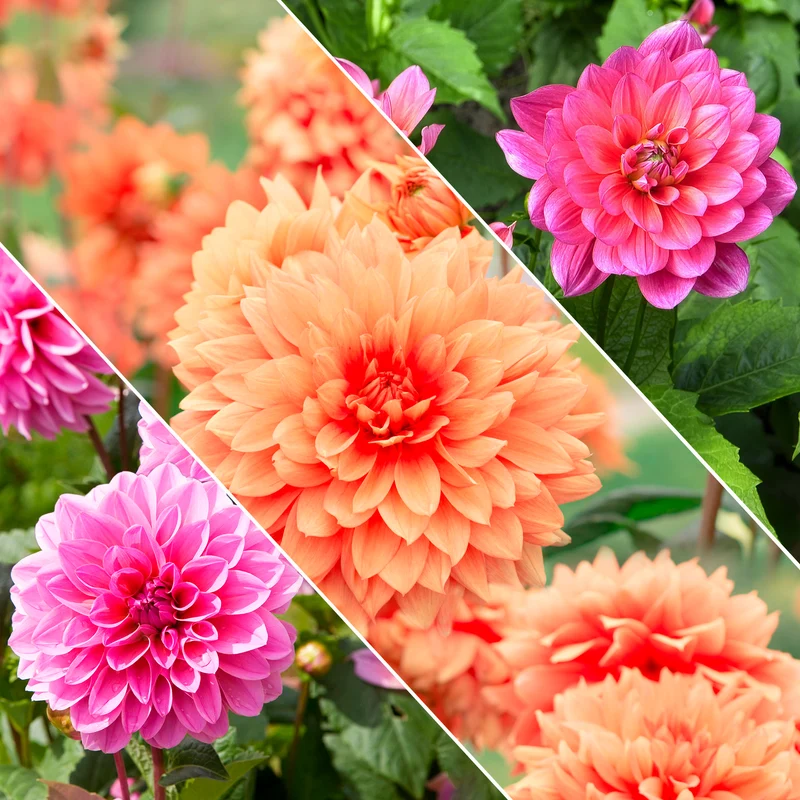 Dahlias nains en mélange