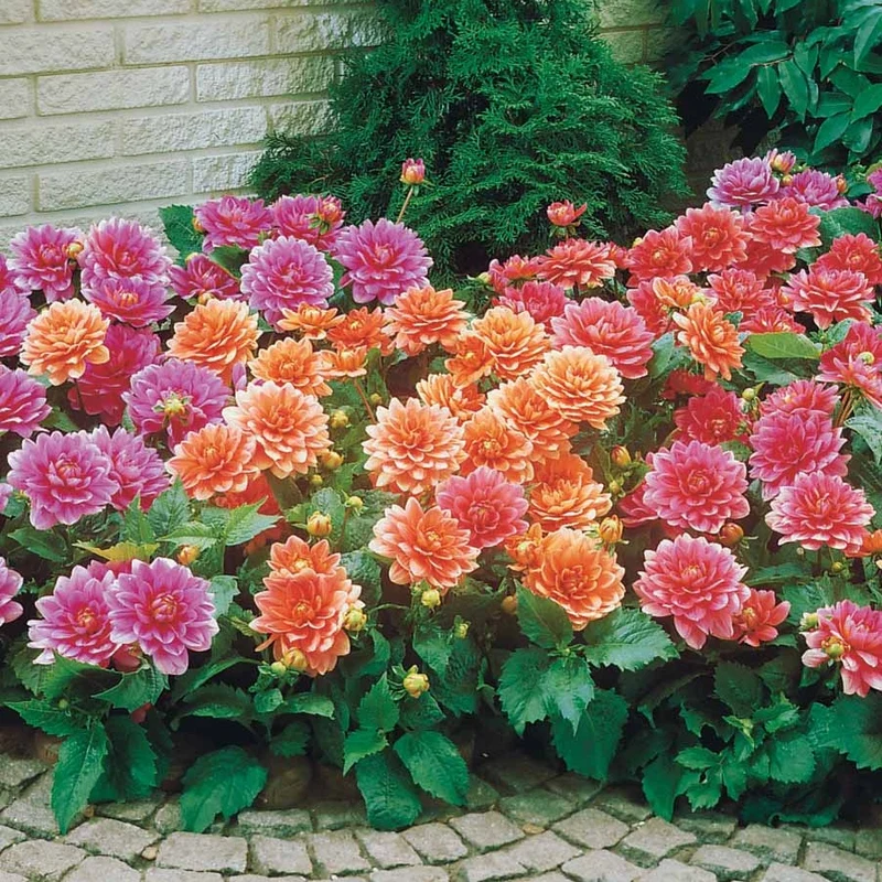 Dahlias nains en mélange