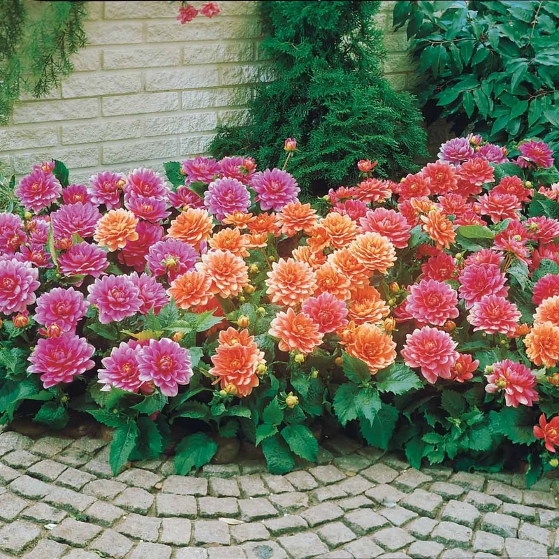 Dahlias nains en mélange