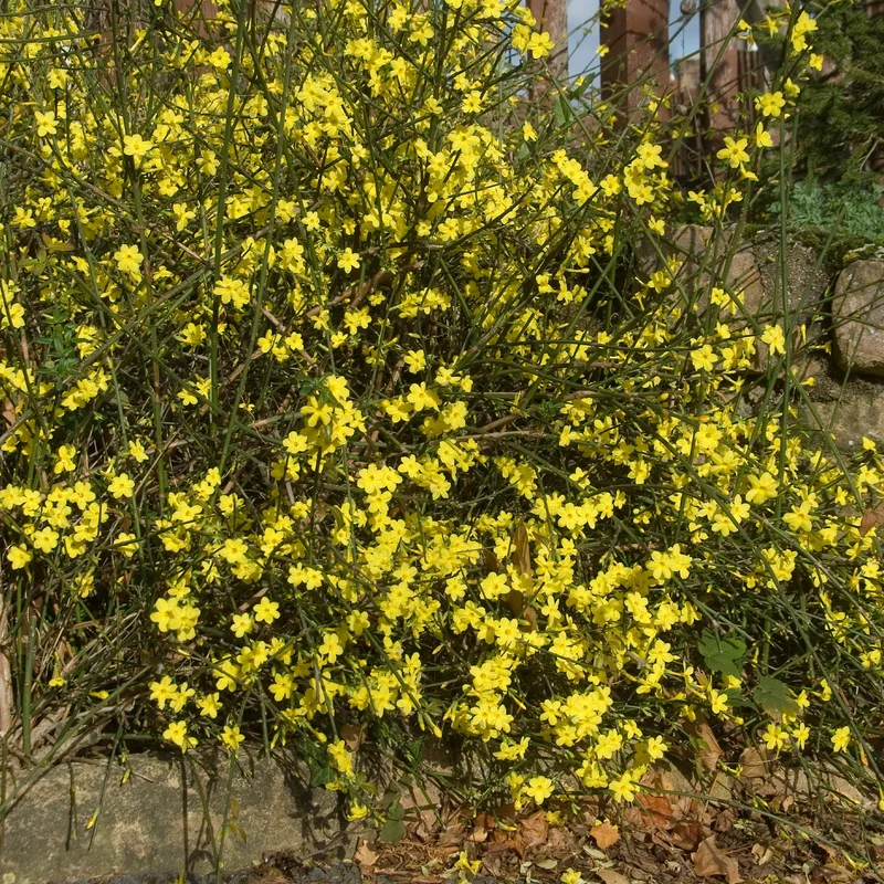 Jasmin d'hiver
