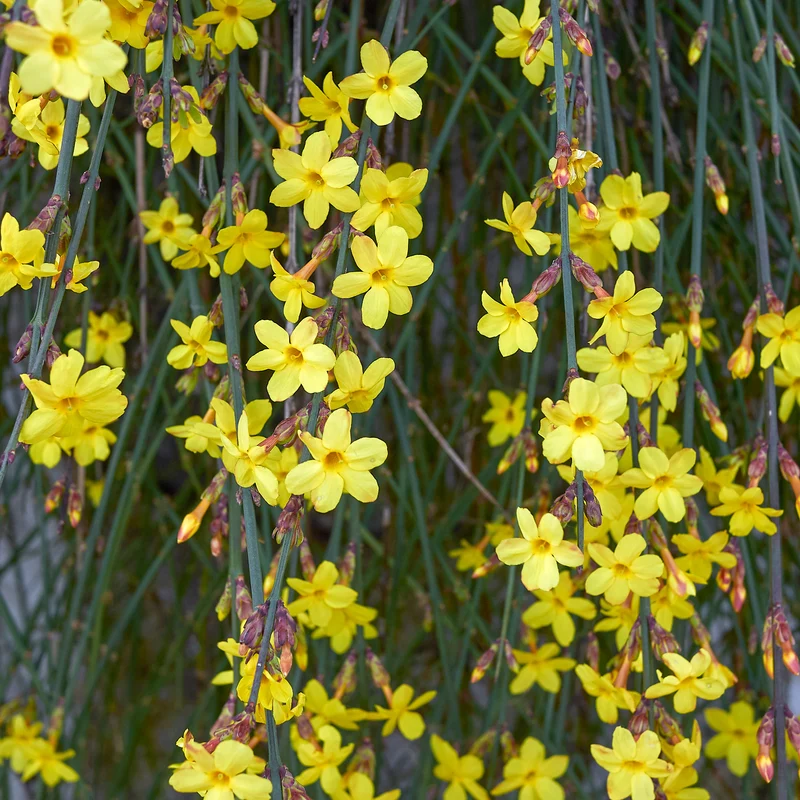 Jasmin d'hiver