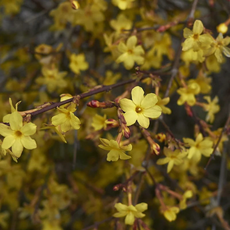 Jasmin d'hiver