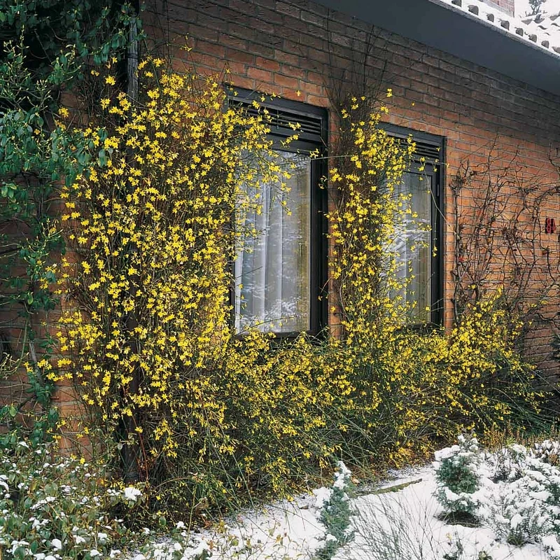 Jasmin d'hiver