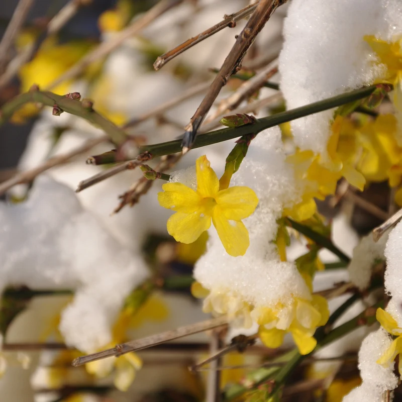 Jasmin d'hiver