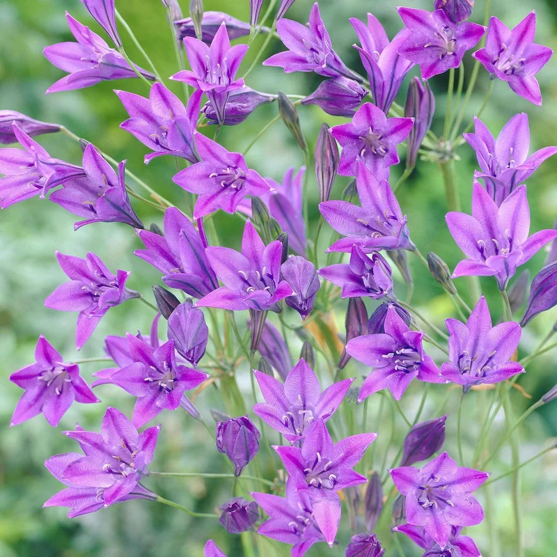 100 Triteleia Queen Fabiola