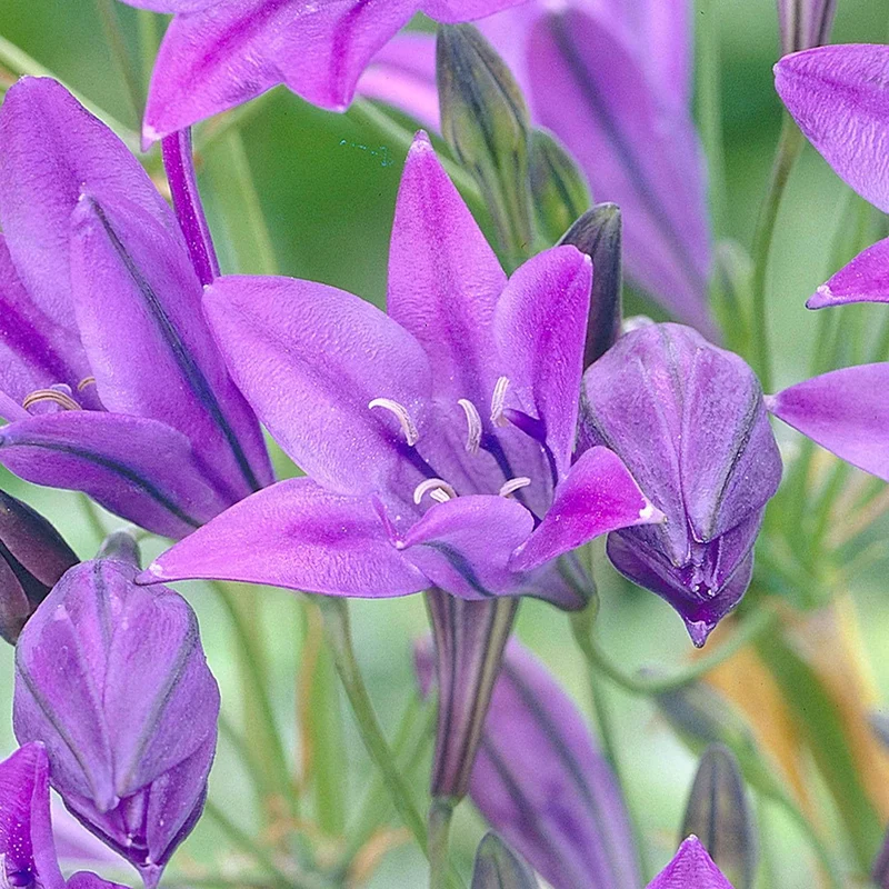 100 Triteleia Queen Fabiola