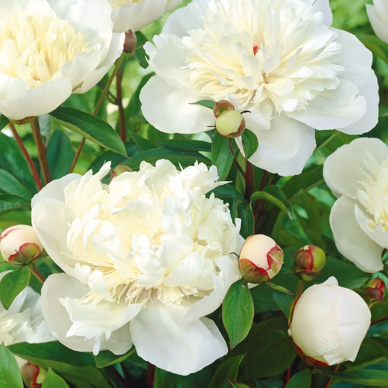 Mélange de 3 pivoines : Immaculée, Sorbet, Red Charm