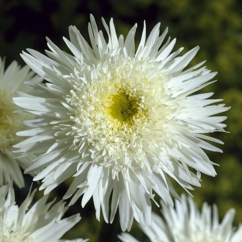 Marguerite d'été Wirral Supreme