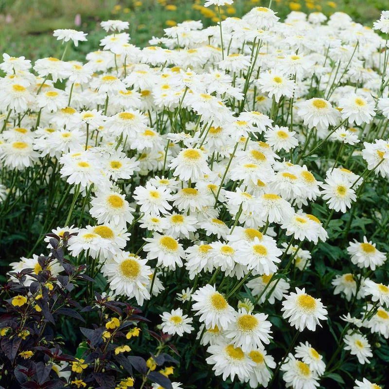 Marguerite d'été Wirral Supreme