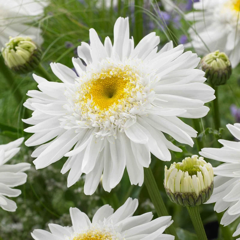 Marguerite d'été Wirral Supreme